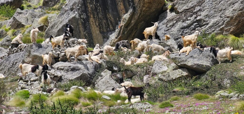 whatsapp image 2025 12 03 at 10.27.57