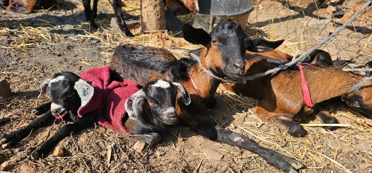 whatsapp image 2026 01 06 at 13.13.02